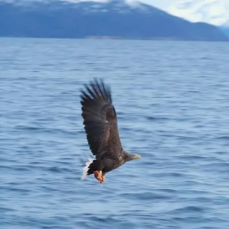 Lyngen Vista - Arctic Luxury! Dom wakacyjny Hamnnes
