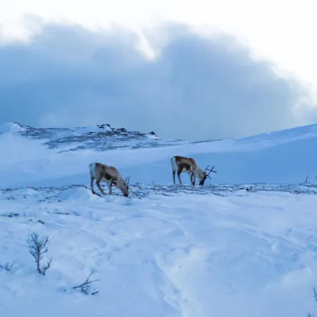 Lyngen Vista - Arctic Luxury